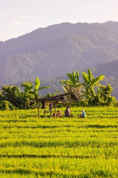 Rice fields in Alaminos